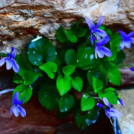 Aurora Delle Rose Assisi
