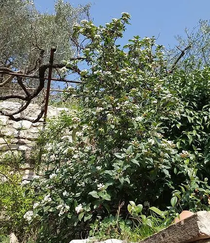 Aurora Delle Rose Appartamento Assisi